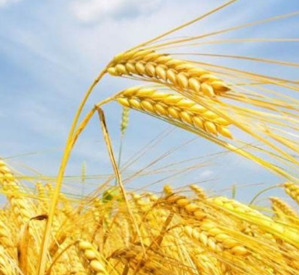 麥子的頭像-專在家創(chuàng)業(yè)網(wǎng)